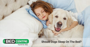 should dogs sleep on the bed